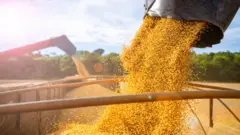 Caminhão sendo carregado com soja no Mato Grosso