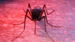 चिकनगुनिया