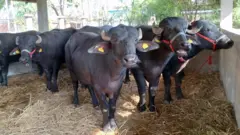 मुर्रा भैँसी