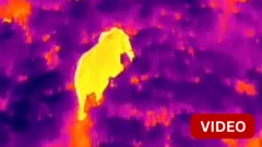 இரவில் ட்ரோன் மூலம் யானைகளை கண்காணிக்கும் தமிழக வனத்துறை