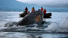 காலநிலை மாற்றத்தால் பாதிக்கப்படும் திமிங்கலங்கள்