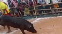 பொங்கல் விழா: ஜல்லிக்கட்டு போலவே பன்றி தழுவும் போட்டி