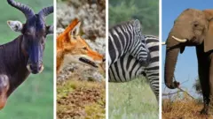 ስዋይን ቆርኬ፣ ቀይ ቀበሮ፣ የሜዳ አህያ፣ ዝሆን