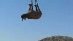 বিরল প্রাণী গণ্ডার প্রজননের জন্য প্রায়ই এভাবে অন্যত্র নিয়ে যাওয়া হয়