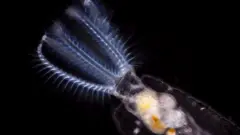 Коловратка