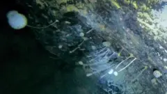 Kehidupan di dasar laut Antartika.