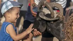 A child strokes a ram as Tunisians arrive at a livestock market ahead of the Eid al-Adha near Manouba district of Tunis, Tunisia on July 29, 2020.