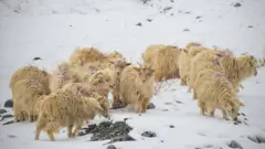 हिउँमा च्याङ्ग्रा