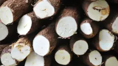Cassava