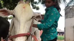 தனியாளாக காளையை  அடக்கிய மாணவி: வைரலான வீடியோ