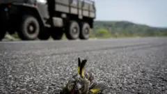 вантажівка, бої птах