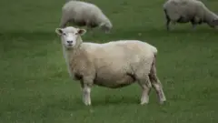 Вівця