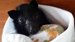 Australia bats