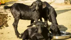 ব্ল্যাক বেঙ্গল ছাগল