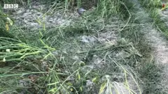 उन्नाव