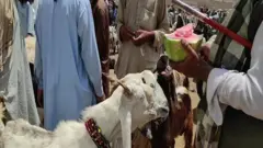 قرباني