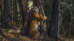 द एम्ब्रेस, सर्गेई गोर्शकोव, रूस