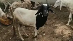 Ram for Sallah