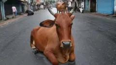 சித்தரிப்புக்காக - சாலையில் படுத்திருக்கும் மாடு