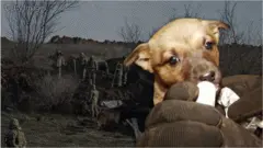 бахмут, пес, собака