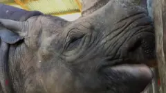 Masu kula da gandun daji a Ngorongoro sun ce Fausta ne karkanda da ya fi dadewa a duniya
