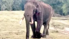 தீக்காயங்களுடன் மீட்கப்பட்ட மசினகுடி யானை மரணம்