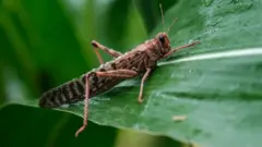 locust