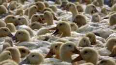 Ducks at a poultry wholesale market February 26, 2006 in Nanjing of Jiangsu Province, China