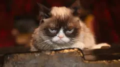 grumpy cat
