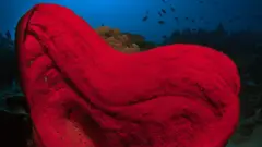 Petrosia, eponge rouge en forme de coeur