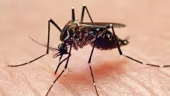 Mosquito Aedes aegypti