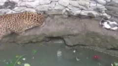 तेंदुआ और बिल्ली