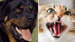 Dog and Cat
