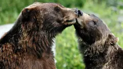 Ведмеді тварини секс