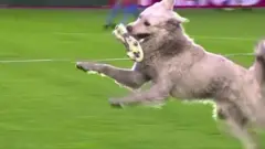 dog football pitch bolivia