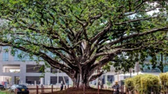 A fig tree that has been saved from being cut down to make way for a high way in Nairobi, Kenya