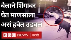 बैल