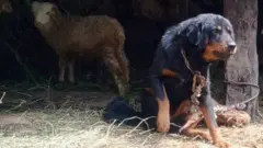 भोटे कुकुर