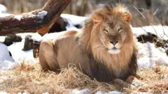 Lion sidon for di Bronx zoo