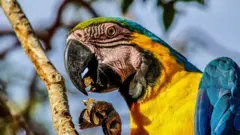 Loro en Amazonas.