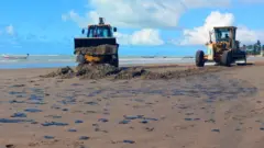 Tratores limpando o Pontal do Peba, em Piaçabuçu, onde fica o lado alagoano da foz