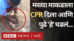 एका कुत्र्याच्या हल्ल्यामुळे एक माकड जखमी झालं होतं.