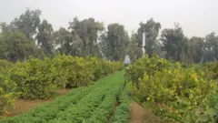 باغ