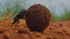 சாண வண்டுகள்