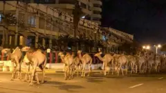 ቃፍላይ ኣግማል