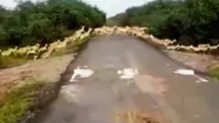 કાળિયારનો ફોટો