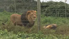አንድሪያና ጃኖን የሚያሳይ ምስል