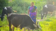 गाय