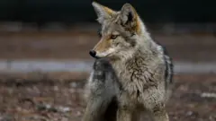 Coyote