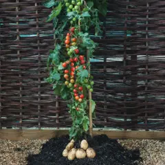 Uma planta repleta de tomates acima e batatas na raiz